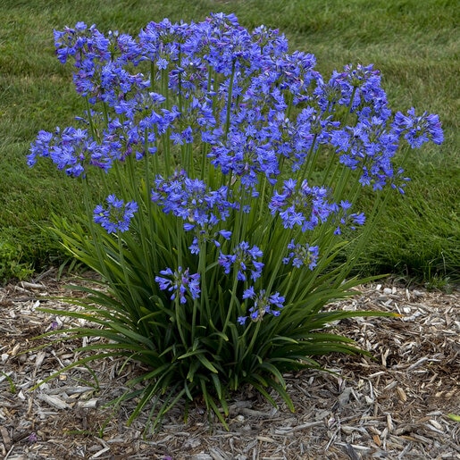 Agapanthus x Galaxy Little Galaxy Proven Winners African Lily